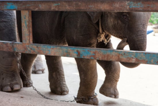 A young captive elephant stands chained
