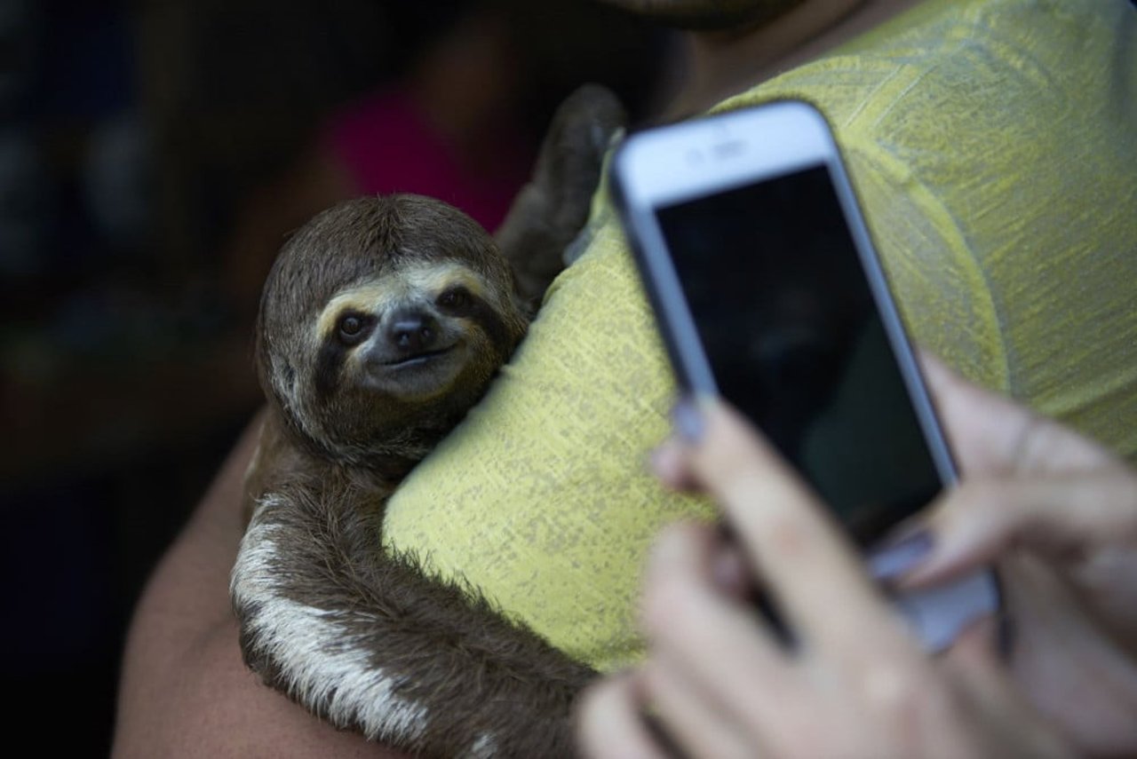a_tourist_taking_a_photo_of_a_sloth_in_the_amazon_-_wildlife._not_entertainers_-_world_animal_protection
