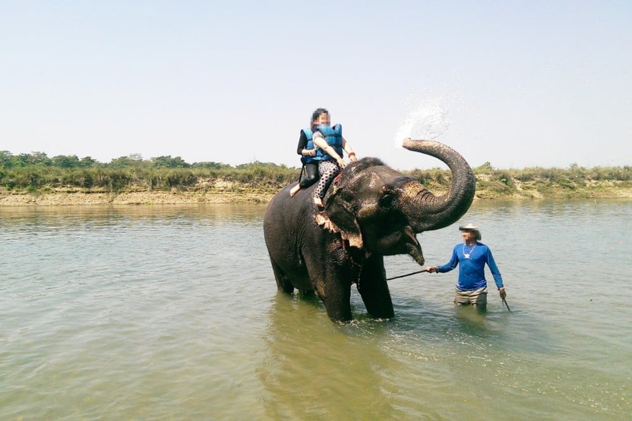 An elephant being used for riding and bathing with tourists