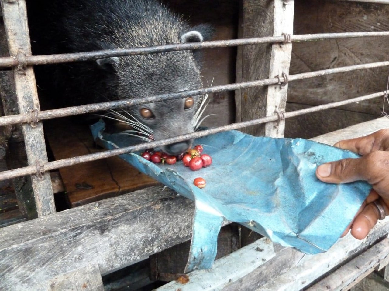 caged_civet_being_fed_coffee_bali