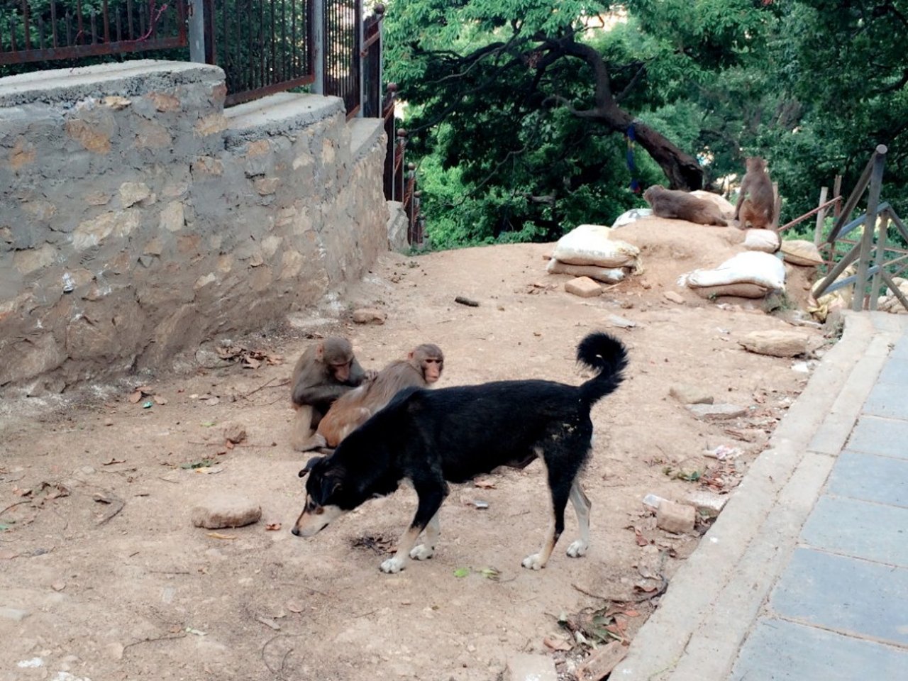 dog_and_monkeys_at_the_monkey_temple