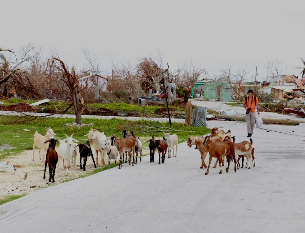 herd_of_goats_in_barbuda