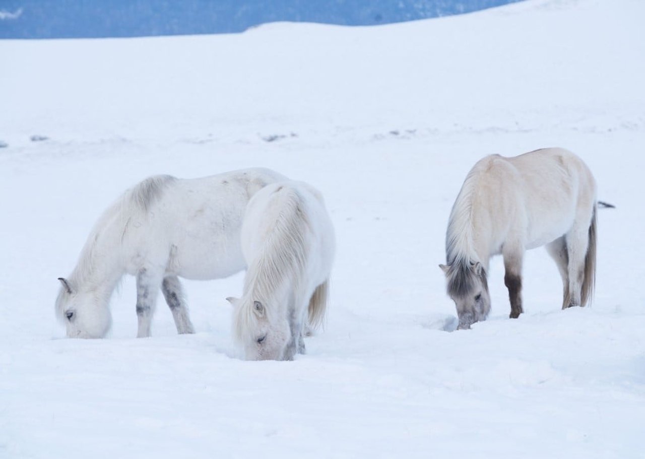 horses_in_snow_in_mongolia
