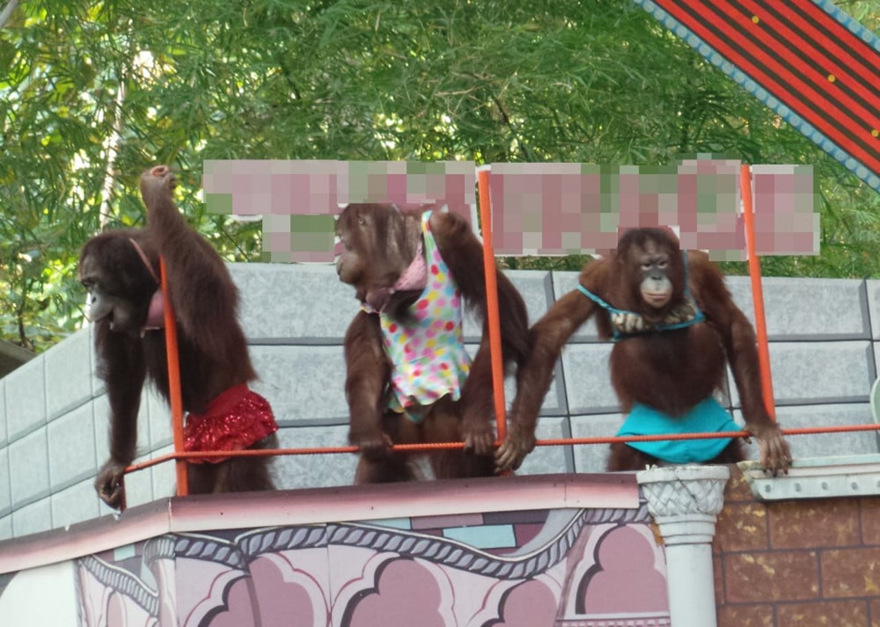 orangutans_dressed_up_at_show_blurred