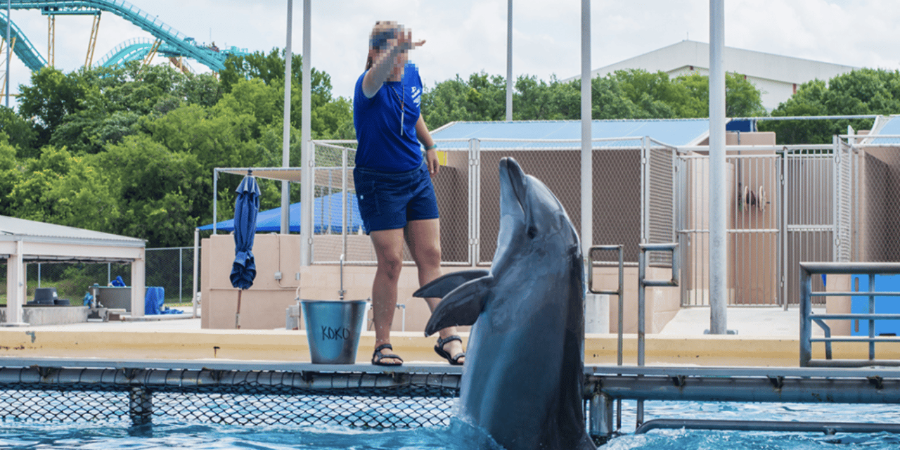 Dolphin performing infront of trainer