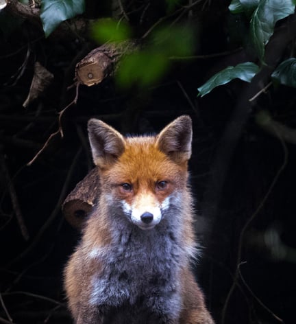 A wild urban fox in a garden in London