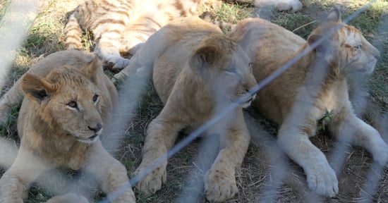 Captive juvanile lions enclosed for breeding