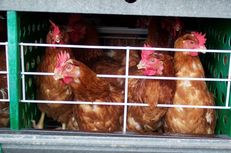 Intensively-farmed egg laying chickens in Colombia
