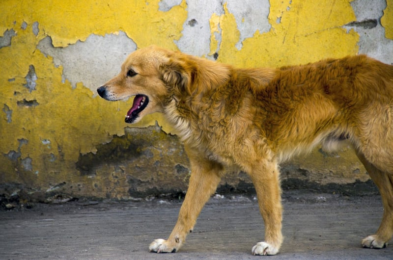 World Animal Protection - a dog in Puebla, Mexico - Better Lives For Dogs