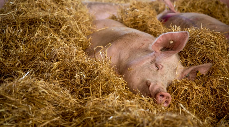 A pig at an indoor pig farm in the UK in group housing