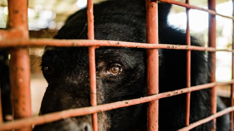 A bear suffering on a bear bile farm - World Animal Protection