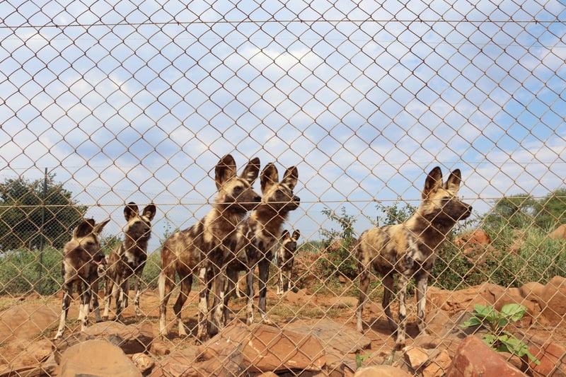 African wild dogs at a renowned venue in South Africa - End the global wildlife trade - World Animal Protection