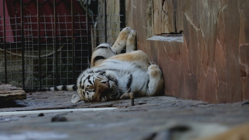 A captive tiger in an enclosed space being used for entertainment. 