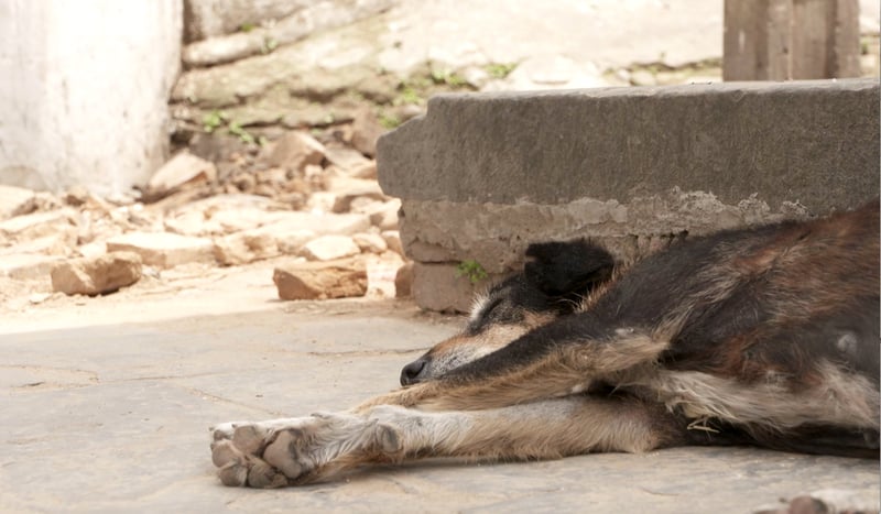 A dog lies in rubble in the aftermath of Nepal’s worst earthquake in 80 years, Kathmandu. 