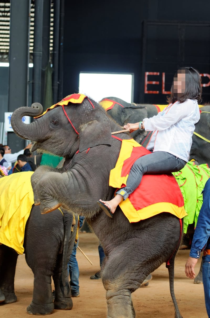 Elephant performing and being ridden at tourist attraction