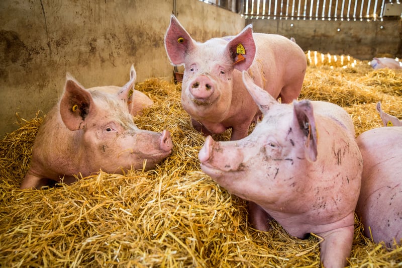 Pigs in group housing with deep beds in a higher welfare indoor farm in the UK.