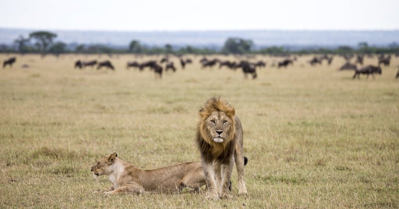 Lions in a national park in Tanzania, with wildebeest in the background.