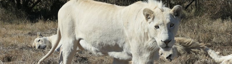 A sub-adult male white lion, with exploratory behavior toward the cars in the captive safari tours, used in the lion tourism/farm exploitation in South Africa.