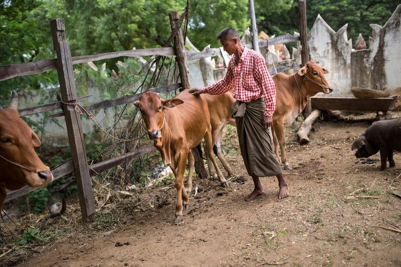 U Nyunt Win, a livestock owner and father of seven children, with one of his cows in a temporary camp in Phayargone village, Myanmar. 