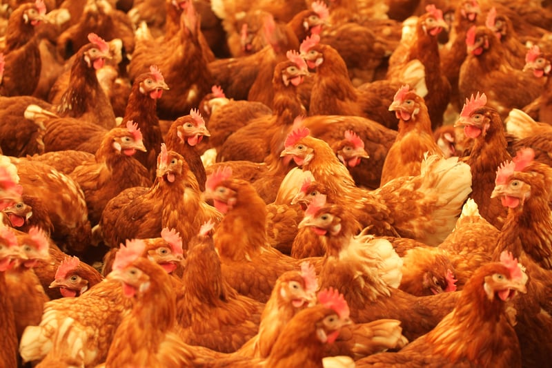 Cage-free chickens in Easterbrook, Canada