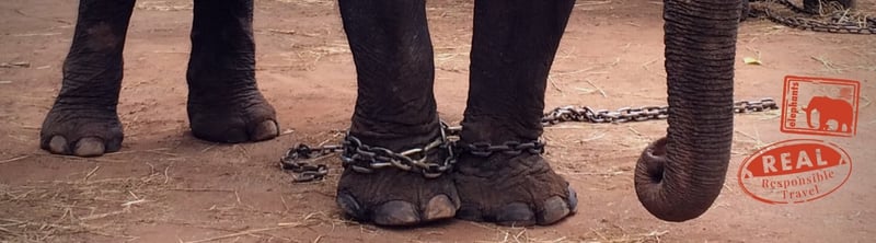 captive elephant in chains