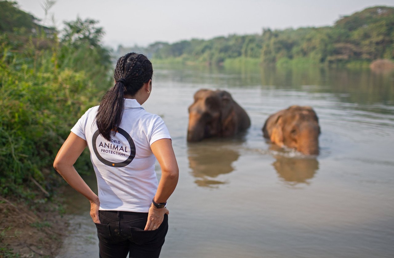 Elephants in water watched by World Animal Protection staff