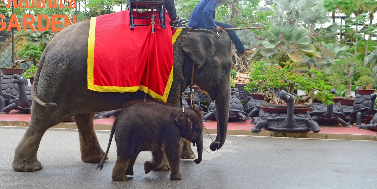 Baby elephant performing at low welfare venue in Thailand