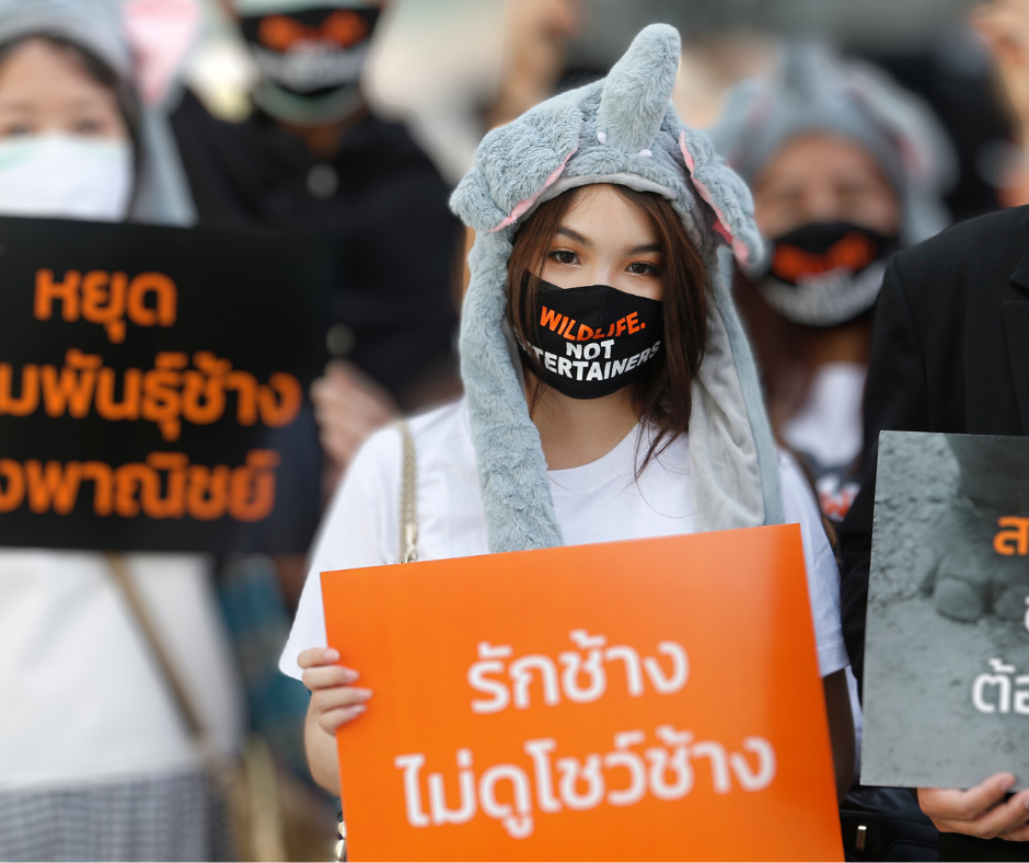 Elephant breeding protest - women wears facemask saying 'wildlife not entertainers'