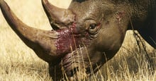 Rhinos are killed for their horns