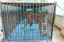 A tiger in a cage being used as a photo prop at a tourist venue - Wildlife. Not entertainers - World Animal Protection