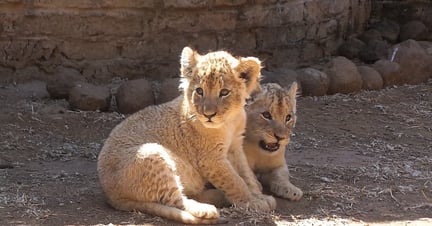 Lion cubs in a barren facility in Southern Africa. World Animal Protection conducted an investigation into lion parks and the use of wildlife as entertainment.