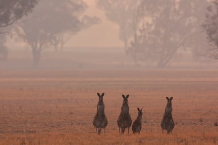 Kangaroos in Australia bushfire