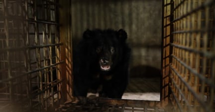 One of two bears, now named Bonnie and Clyde, were transferred to the Vietnam Bear Rescue Centre, 