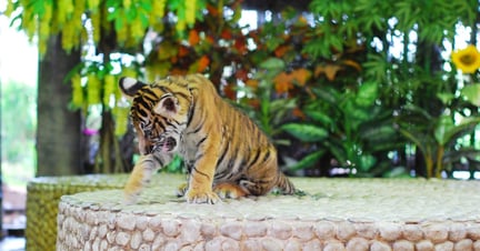 A Tiger cub in Thailand where 'tiger selfies' are growing in popularity