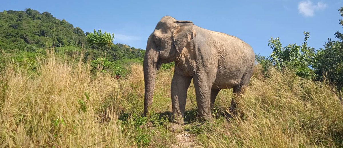 Elephant at Following Giants in Koh Lanta, Thailand