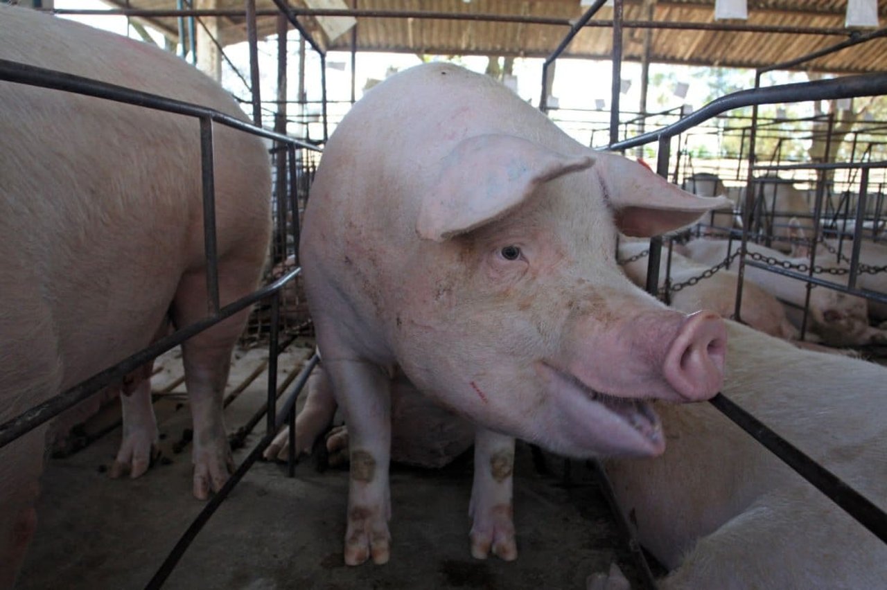 Porca criada em sistema de gaiolas de gestação - World Animal Protection