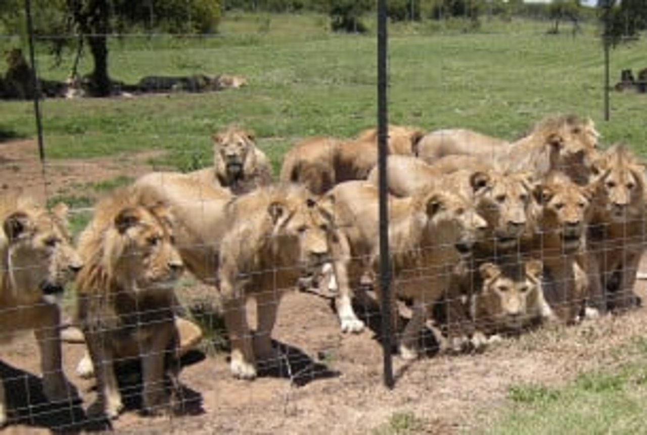 Lions in a facility in South Africa - image by Blood Lions