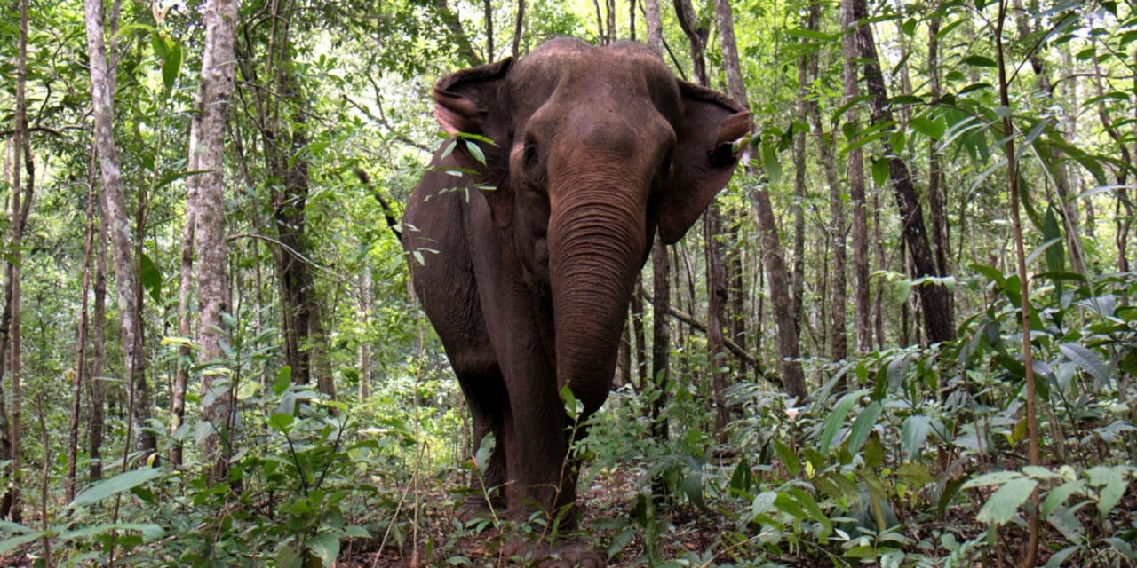 An elephant in the forest at Elephant Valley Project (EVP), Cambodia 
