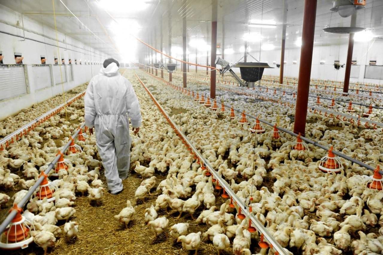 trabalhador em meio a frangos, em uma granja
