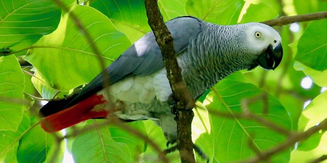 An African grey parrot perched on a tree branch in Uganda 