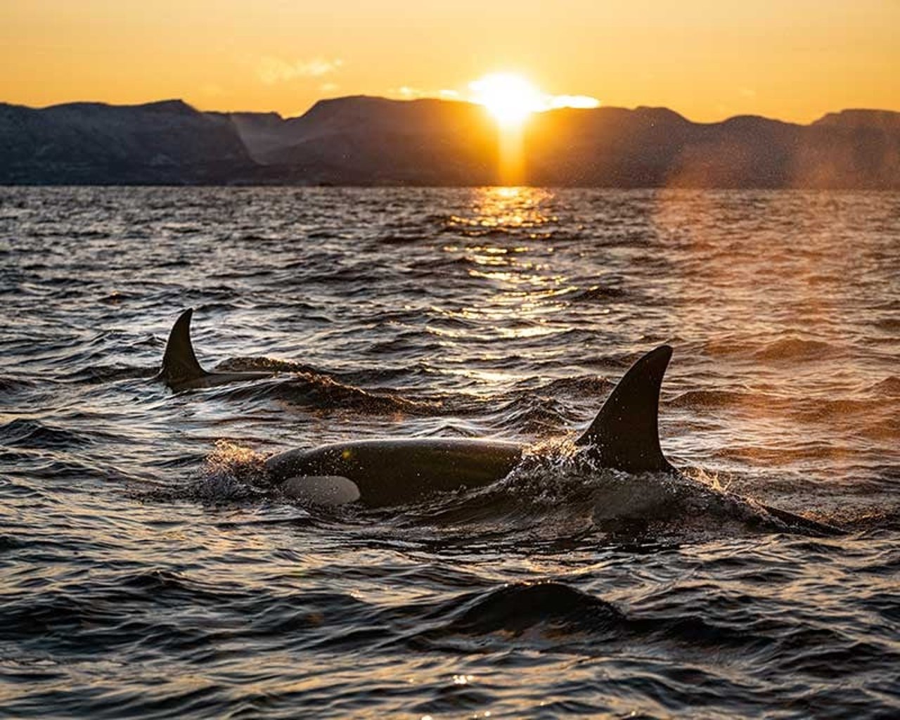 Orcas at sea