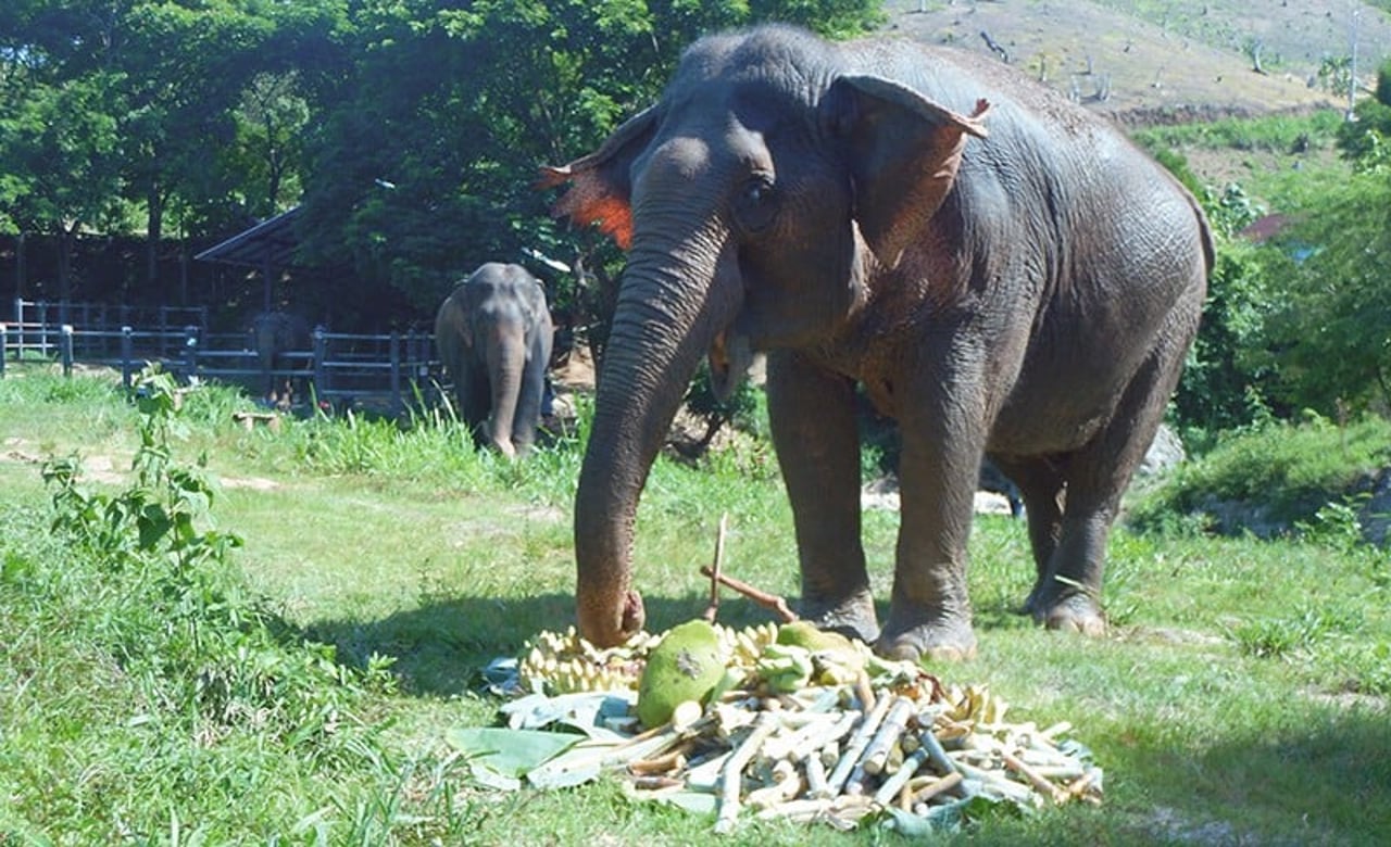 Elephant eating at Burm and Emily