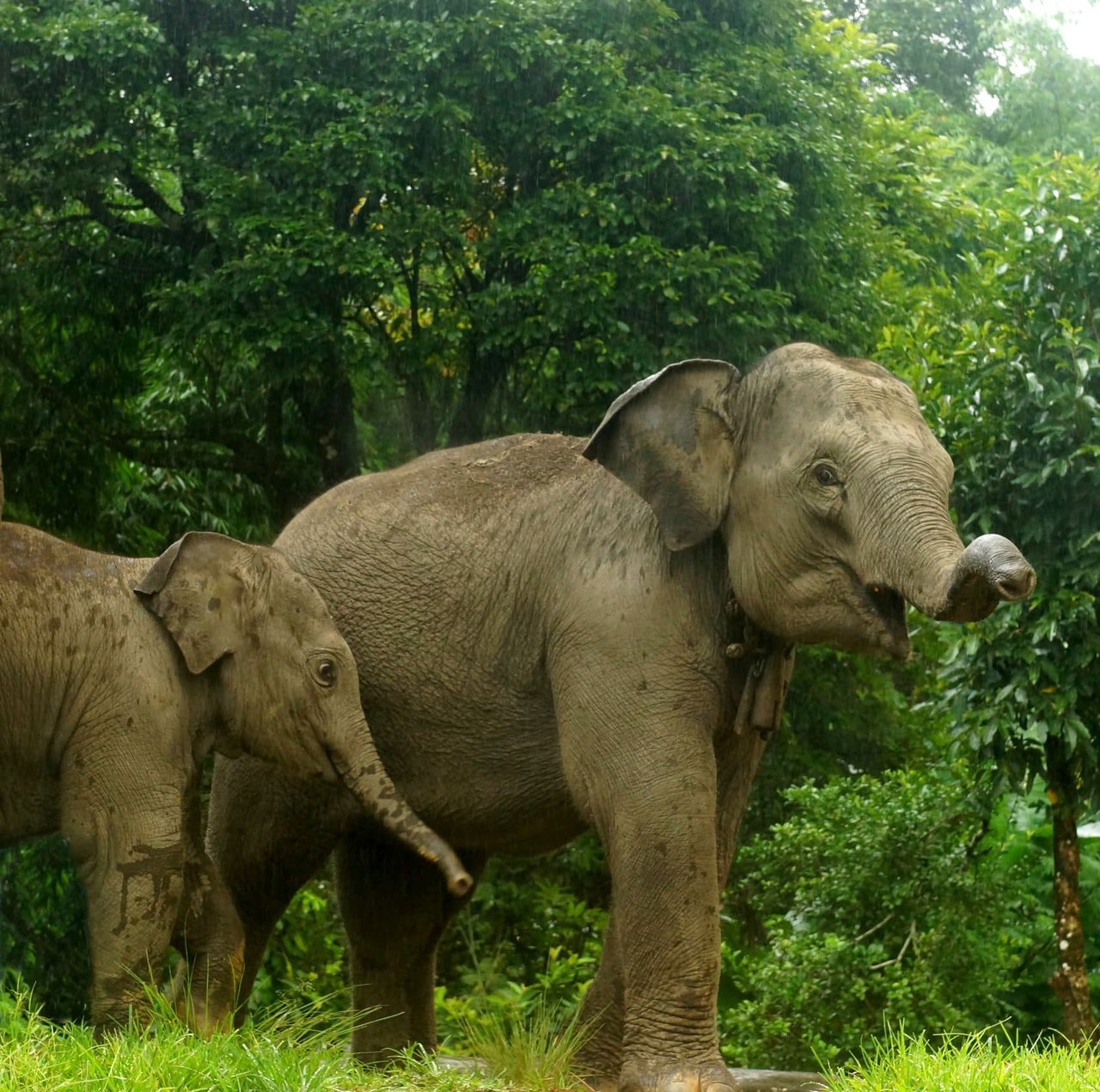 Elefanter i et af de reservater, vi giver ekstra støtte under coronakrisen