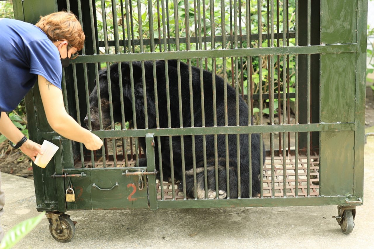 Nine bears rescued in Vietnam 01