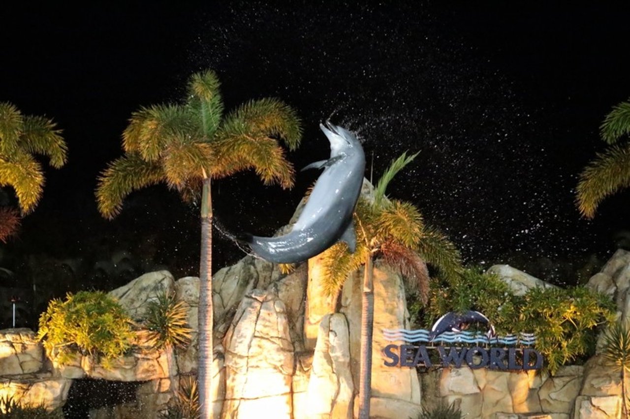 A dolphin jumping out the water at night