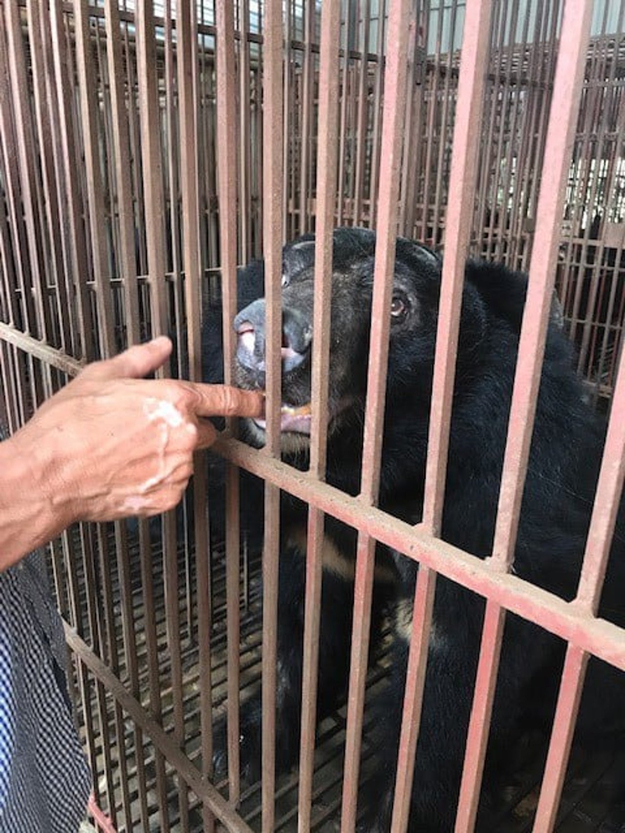 a bear owner touches their captive bear who is behind bars