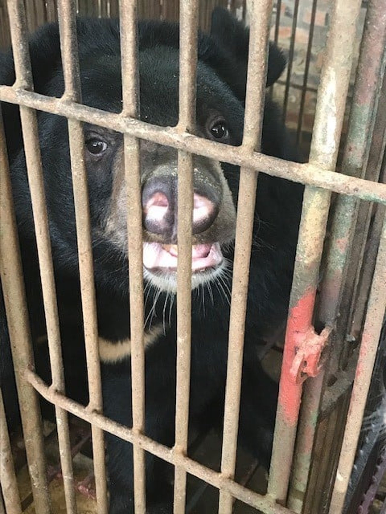 bile bear in cage