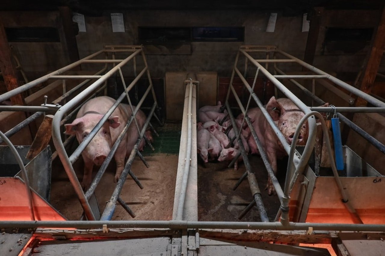 Two farrowing crates, both sows are looking at the camera on UK factory farm 2022. 