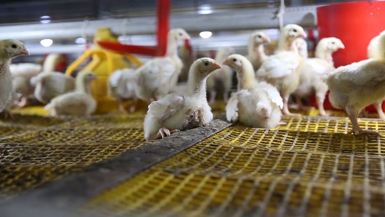 10 day old meat chickens in caged systems - World Animal Protection - Change for chickens