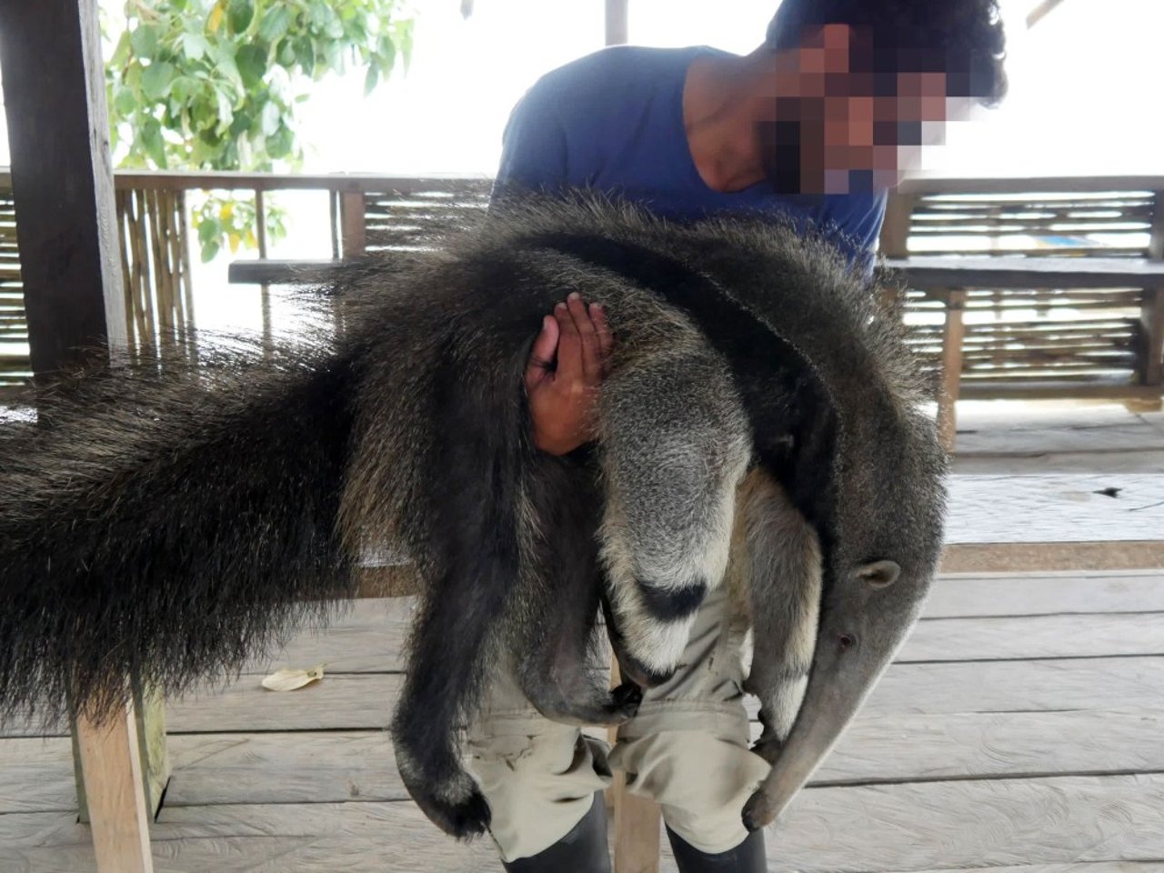 a_man_holds_an_anteater_in_the_amazon